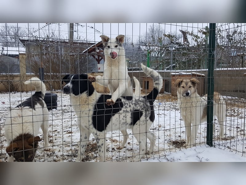 Pflegestellen gesucht!