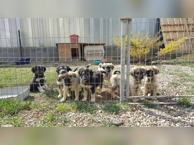 Pflegestellen gesucht!