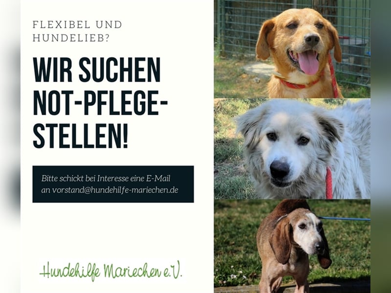Pflegestellen Gesucht