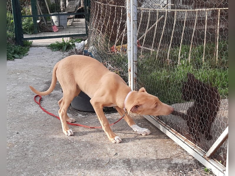 Pharaonenhund Fatou