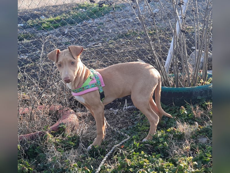 Pharaonenhund Feride