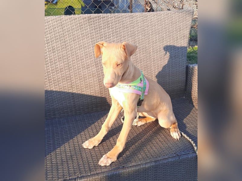 Pharaonenhund Feride