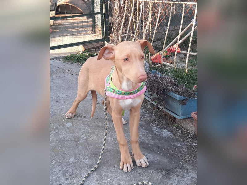 Pharaonenhund Feride