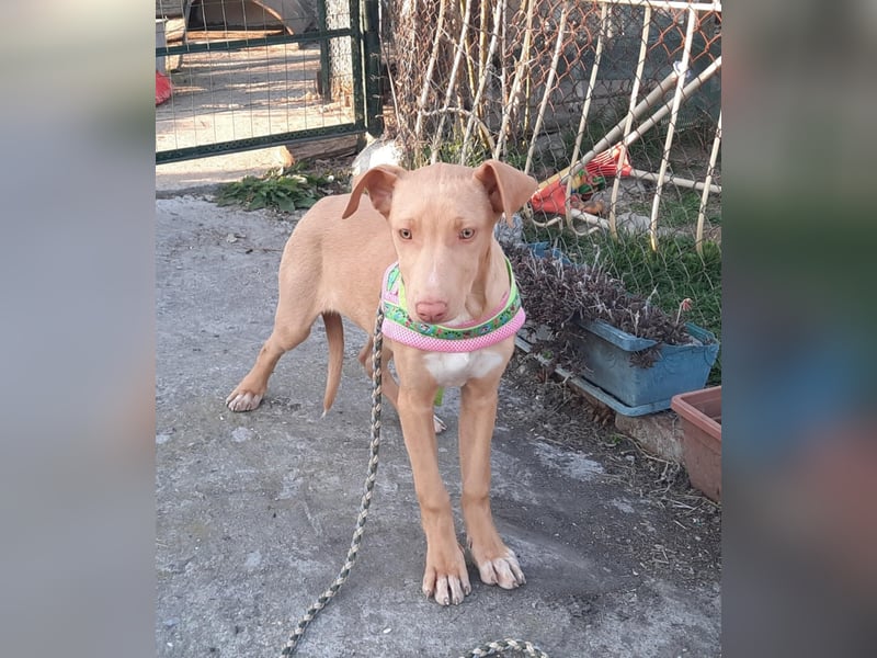 Pharaonenhund Feride