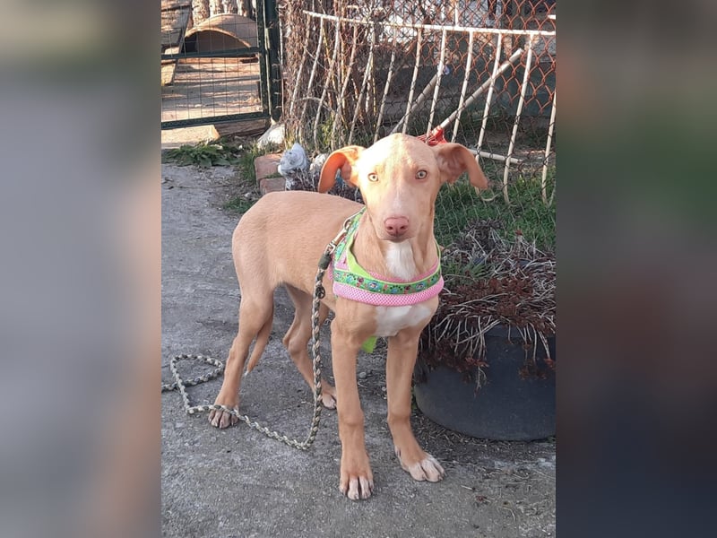 Pharaonenhund Feride