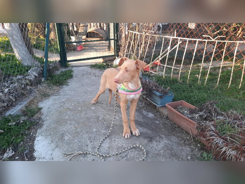 Pharaonenhund Feride