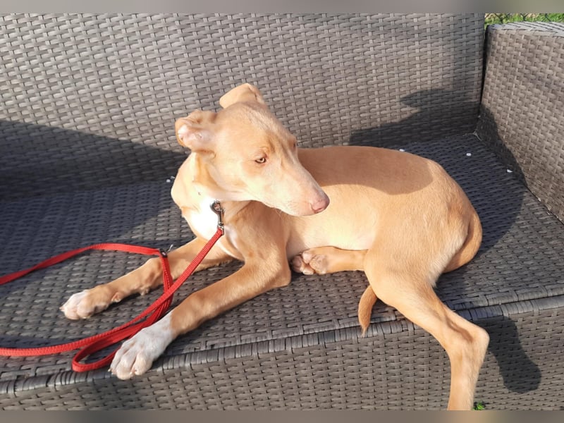 Pharaonenhund Fatou