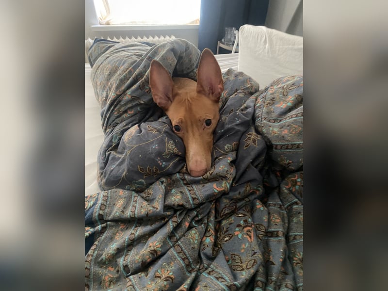 Zuhause gesucht: Zwei Pharaonenhunde mit Herz und Geschichte – Gemeinsam durchs Leben