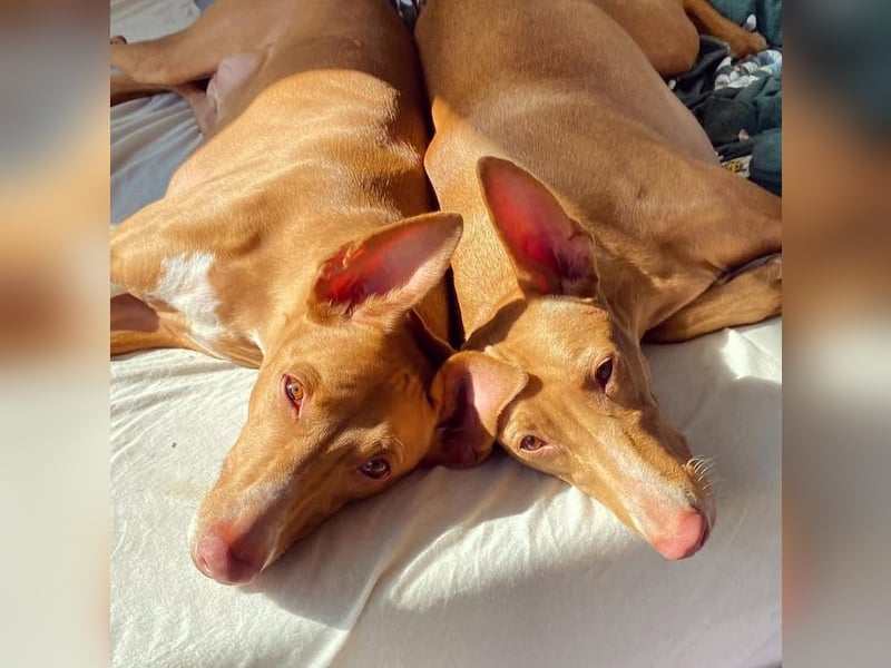 Zuhause gesucht: Zwei Pharaonenhunde mit Herz und Geschichte – Gemeinsam durchs Leben