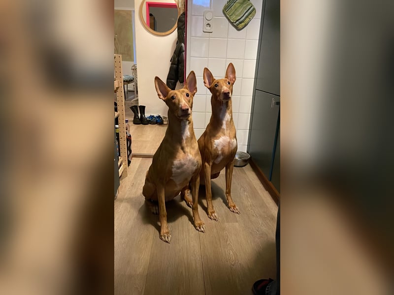 Zuhause gesucht: Zwei Pharaonenhunde mit Herz und Geschichte – Gemeinsam durchs Leben
