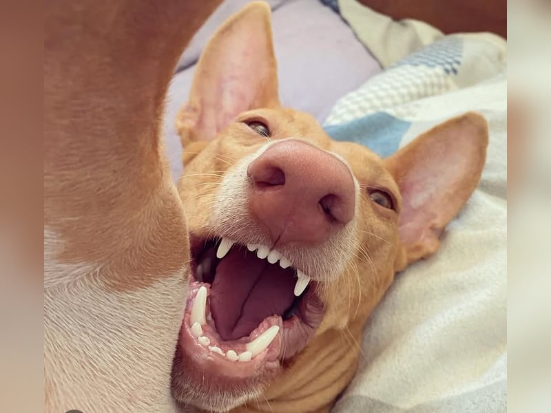 Zuhause gesucht: Zwei Pharaonenhunde mit Herz und Geschichte – Gemeinsam durchs Leben