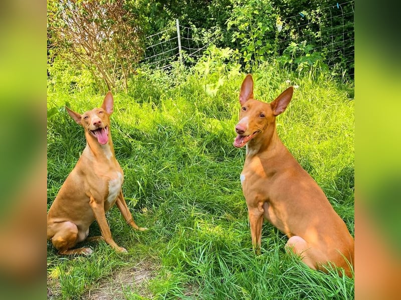 Zuhause gesucht: Zwei Pharaonenhunde mit Herz und Geschichte – Gemeinsam durchs Leben