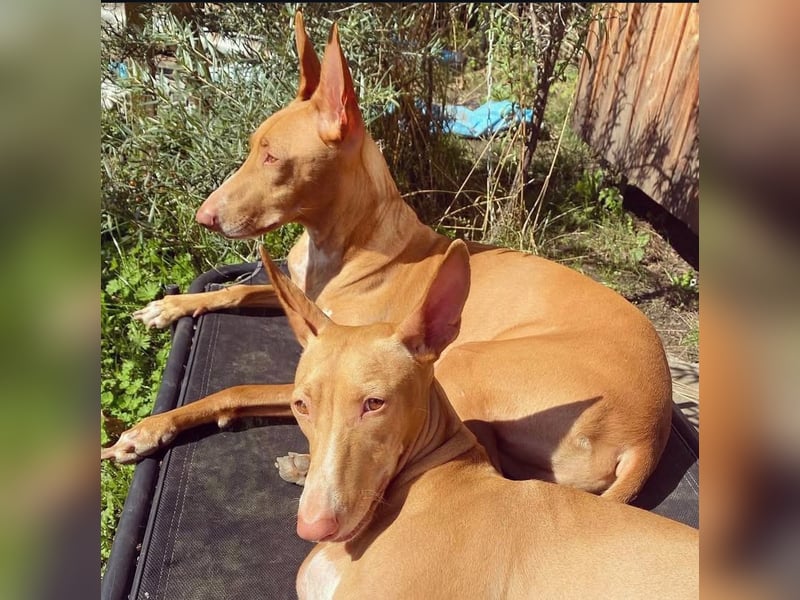 Zuhause gesucht: Zwei Pharaonenhunde mit Herz und Geschichte – Gemeinsam durchs Leben