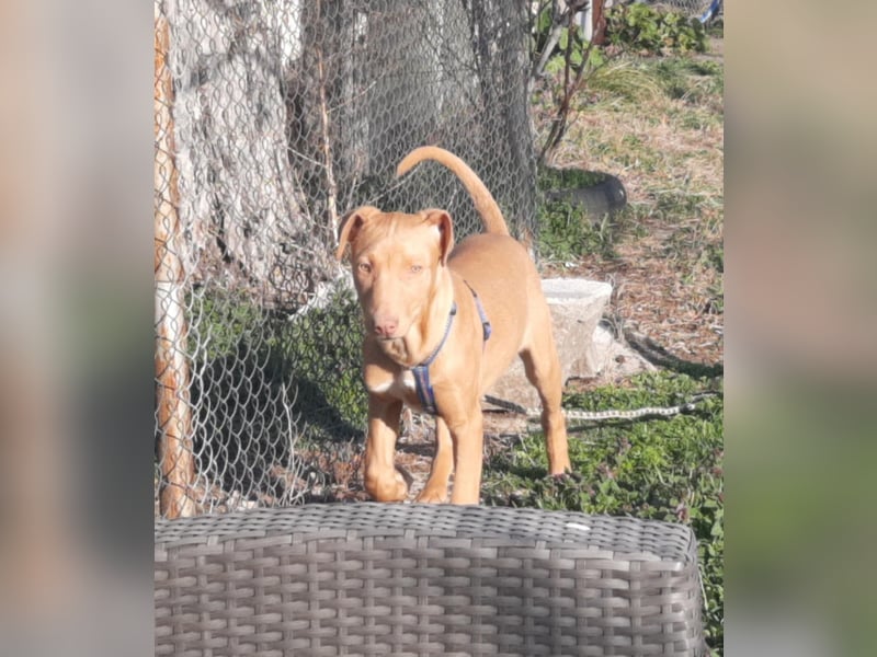 Pharaonenhund Furkan