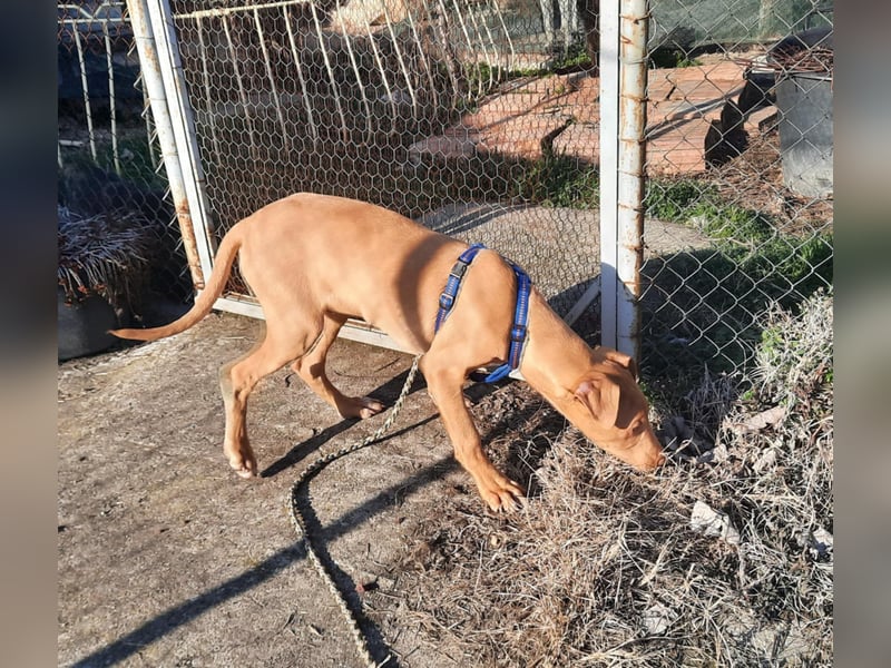 Pharaonenhund Furkan