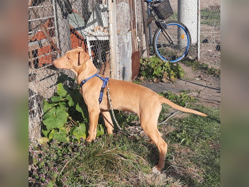 Pharaonenhund Furkan