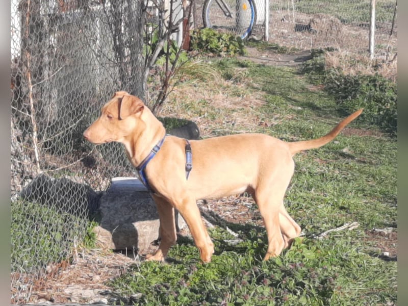 Pharaonenhund Furkan