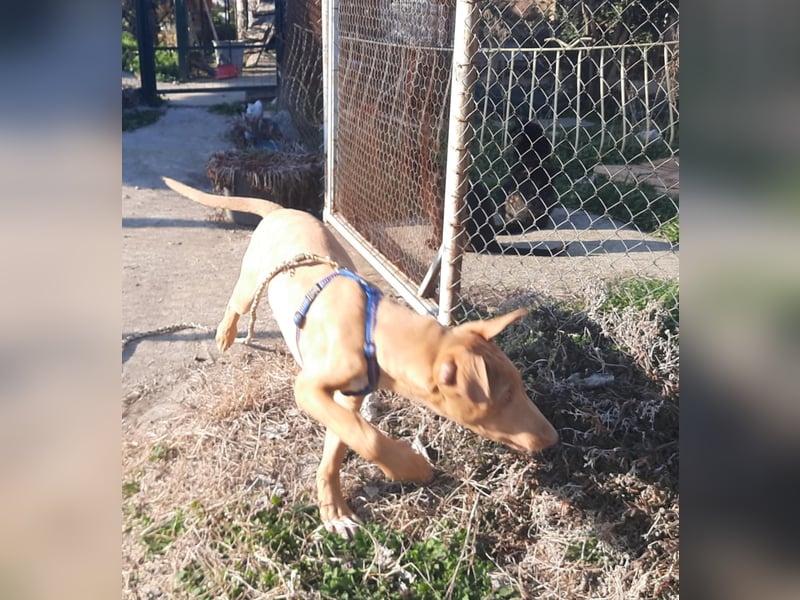 Pharaonenhund Furkan