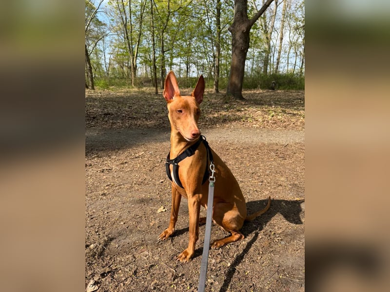 Pharaohund Odin - sensibler Begleiter wartet in Berlin