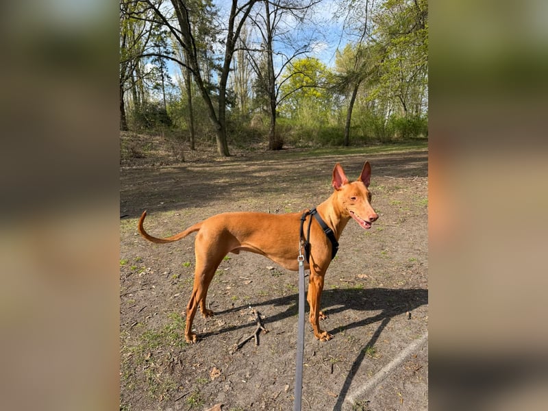 Pharaohund Odin - sensibler Begleiter wartet in Berlin