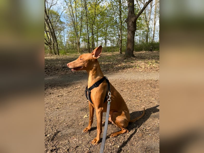 Pharaohund Odin - sensibler Begleiter wartet in Berlin
