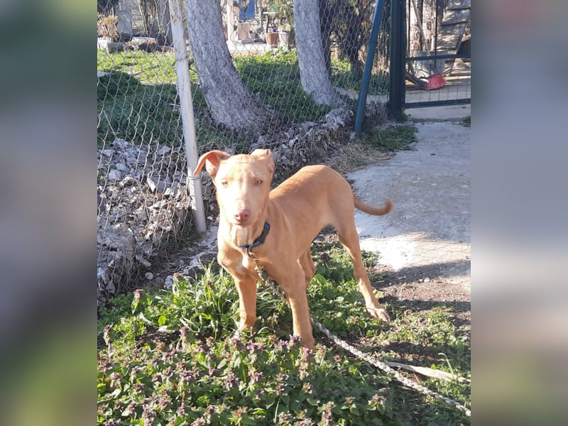 Pharaonenhund Feras