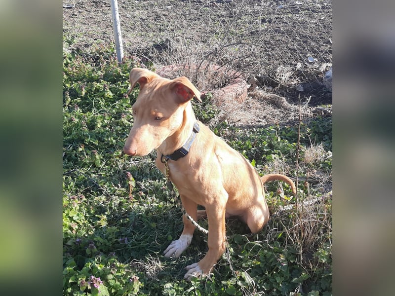 Pharaonenhund Feras