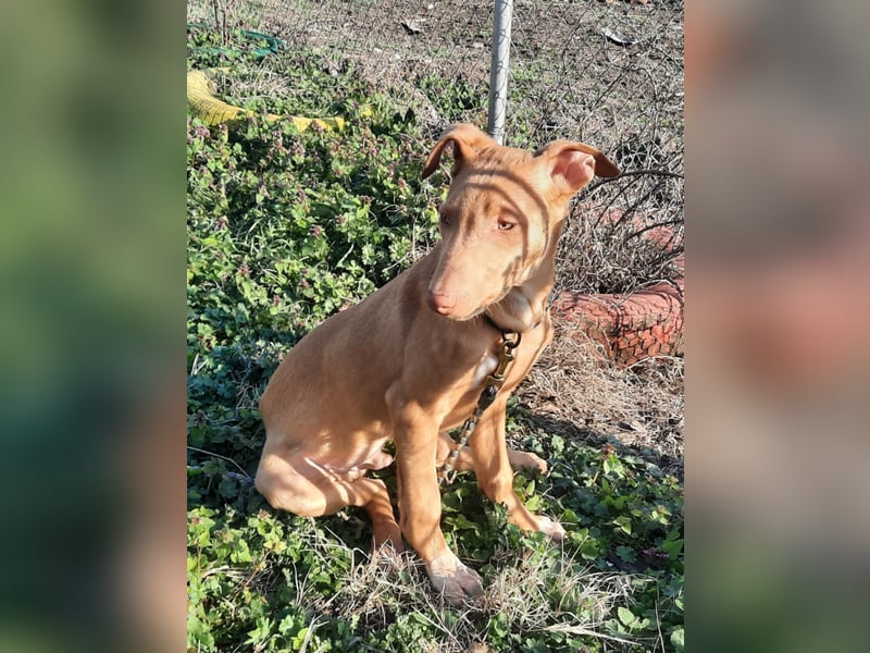 Pharaonenhund Feras