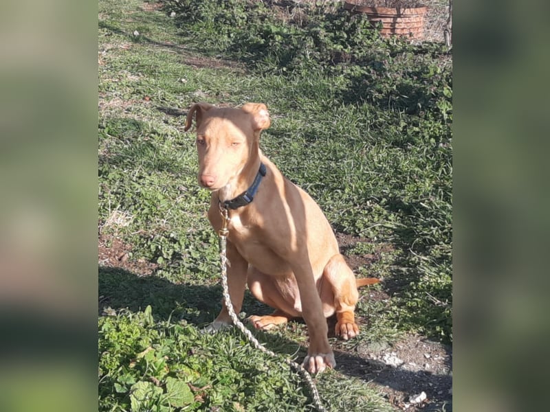 Pharaonenhund Feras