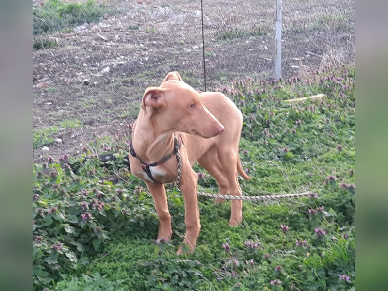 Pharaonenhund Ferhad