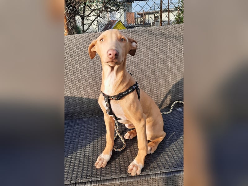 Pharaonenhund Faruk