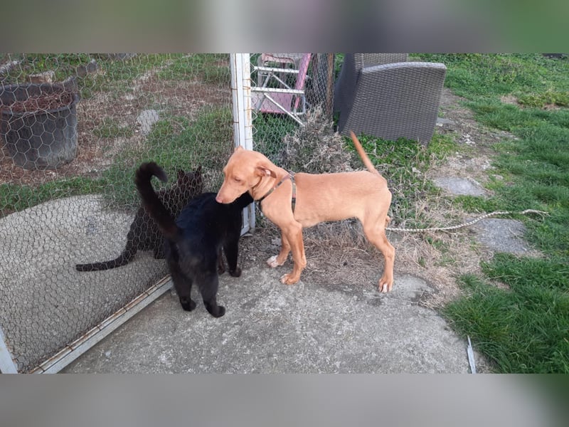 Pharaonenhund Ferhad