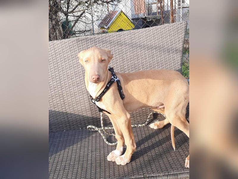 Pharaonenhund Faruk