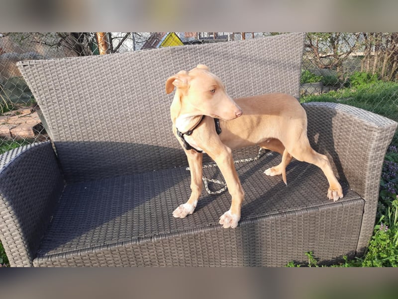 Pharaonenhund Faruk