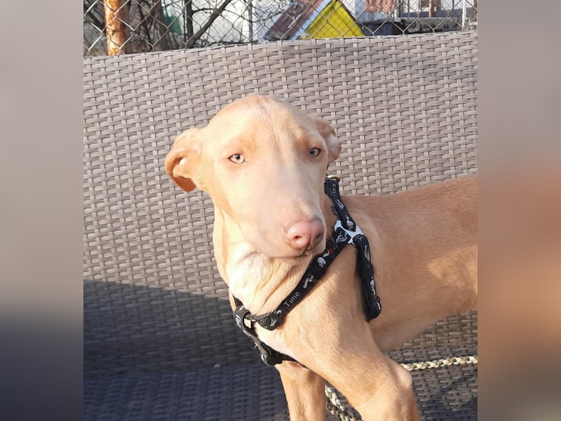 Pharaonenhund Faruk