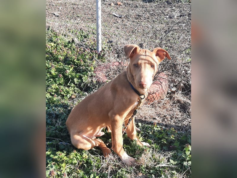 Pharaonenhund Feras