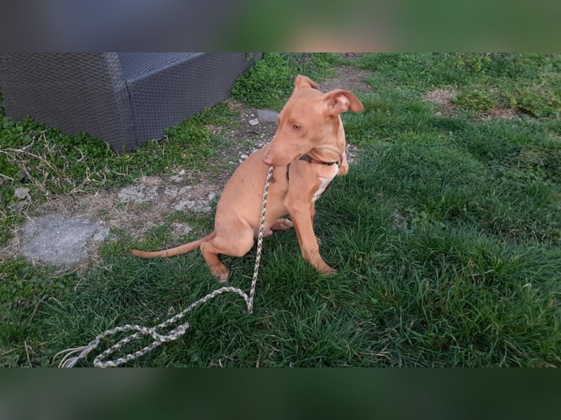 Pharaonenhund Ferhad