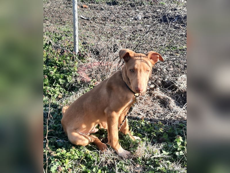 Pharaonenhund Feras