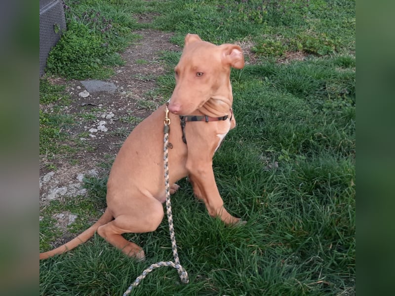 Pharaonenhund Ferhad