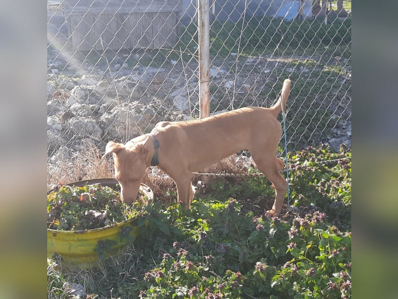 Pharaonenhund Feras