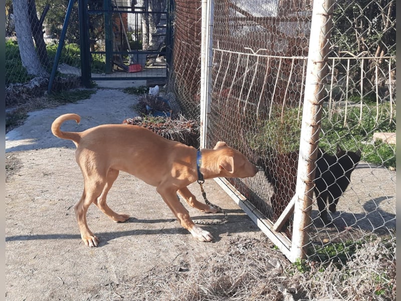 Pharaonenhund Feras