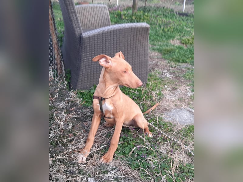 Pharaonenhund Ferhad