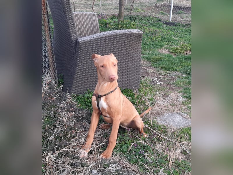 Pharaonenhund Ferhad