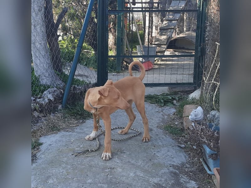 Pharaonenhund Feras