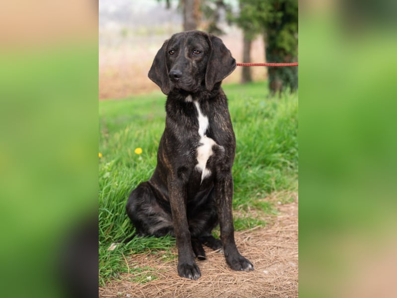 „Roki“, ca. 01.04.2024 geboren, sehr lieber, stattlicher und selbstbewusster Plott Hound Mixhündin,