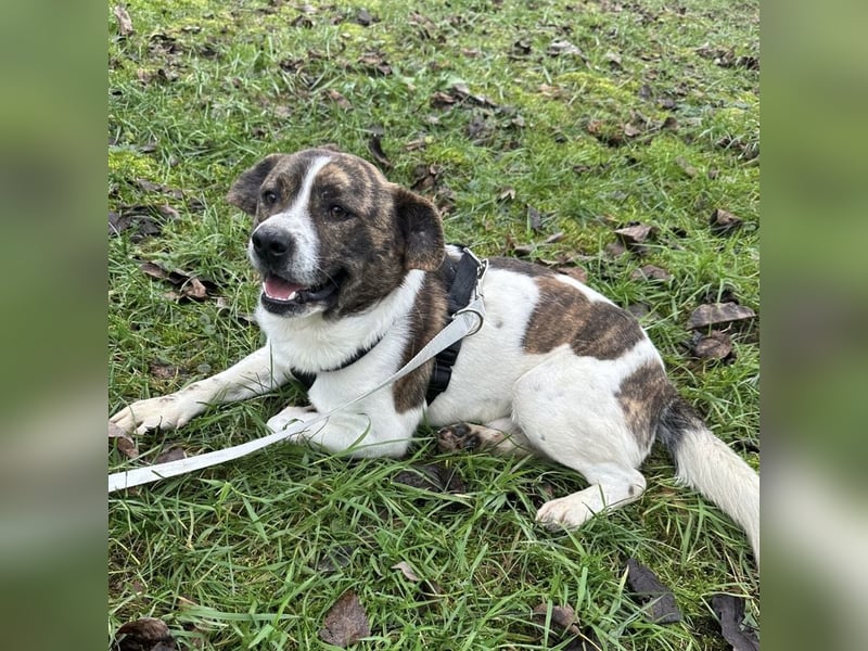 Schnitzel ein wundervolles gutmütiges Wesen