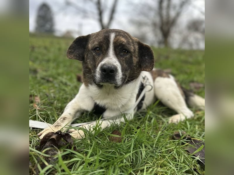 Schnitzel ein wundervolles gutmütiges Wesen