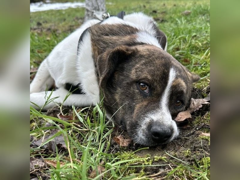 Schnitzel ein wundervolles gutmütiges Wesen