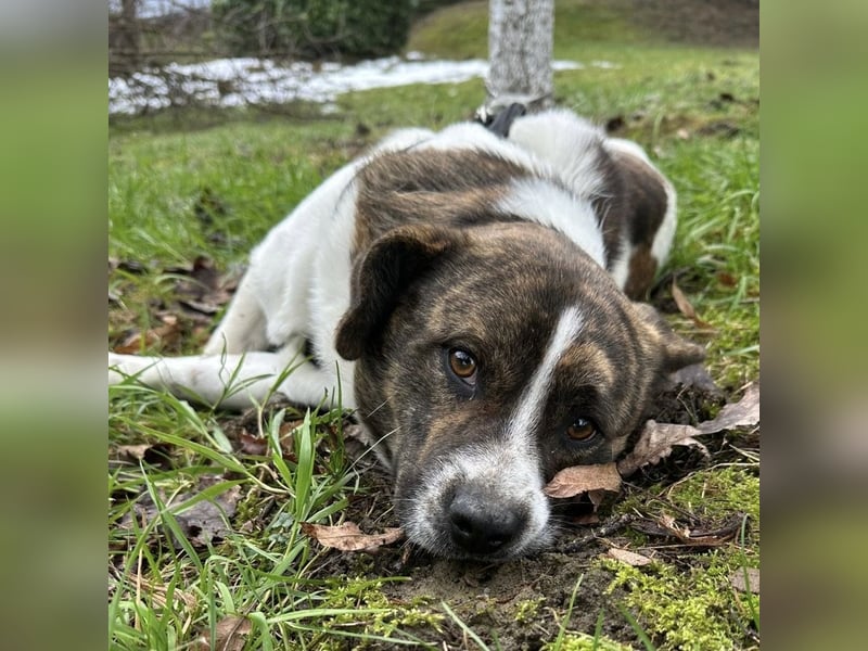 Schnitzel ein wundervolles gutmütiges Wesen