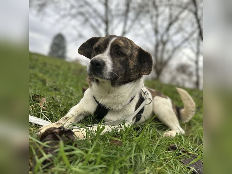 Schnitzel ein wundervolles gutmütiges Wesen